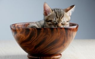 У вашей кошки свой взгляд на дизайн интерьера
