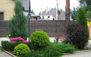 Туя — выращивание, уход и самые интересные сорта