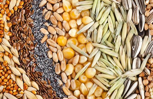 Значення насіння у формуванні стійкості культур